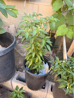 Small chili pepper tree