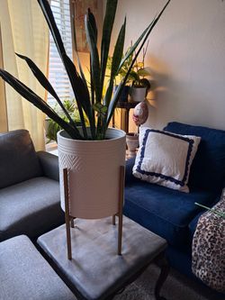 Plant stand, plant not included