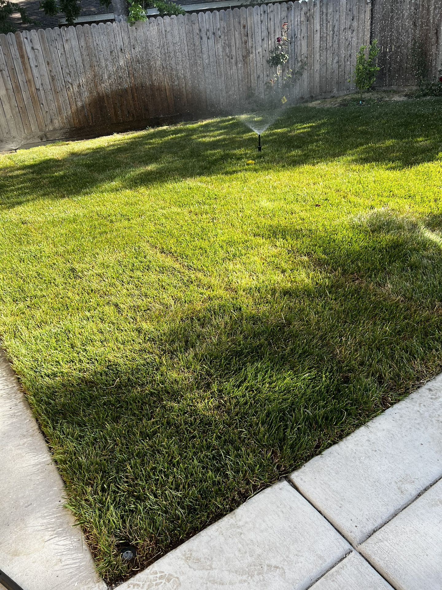 1000sq Ft Fescue Sod for Sale in Sacramento, CA OfferUp