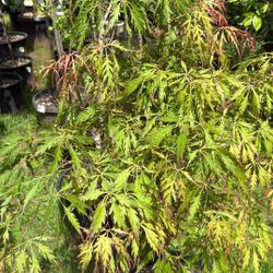 Spring Delight, Japanese Lace Leaf Maple