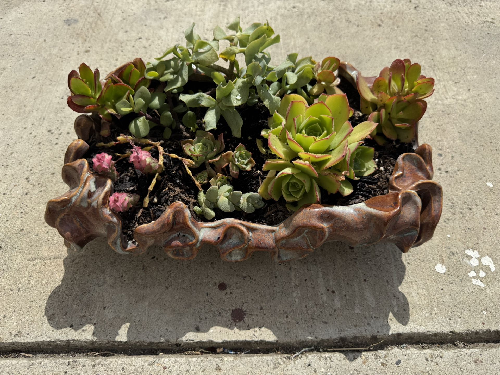 Ceramic Potted Succulents