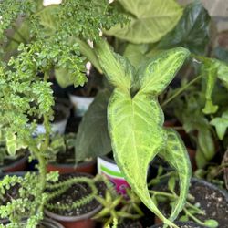 Planta