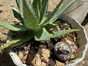 PLANTS + CACTUS +shade TREES ++Nest