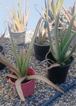 Aloe Vera
