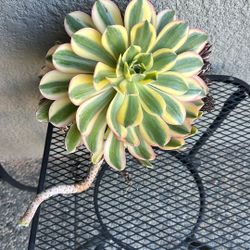 Big Aeonium Sunburst Succulent Cutting 