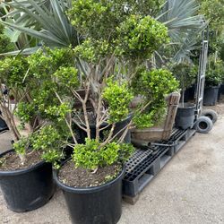 Japanese boxwood topiary bonsai 