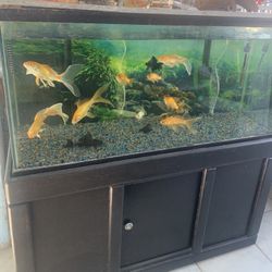 Fishtank 