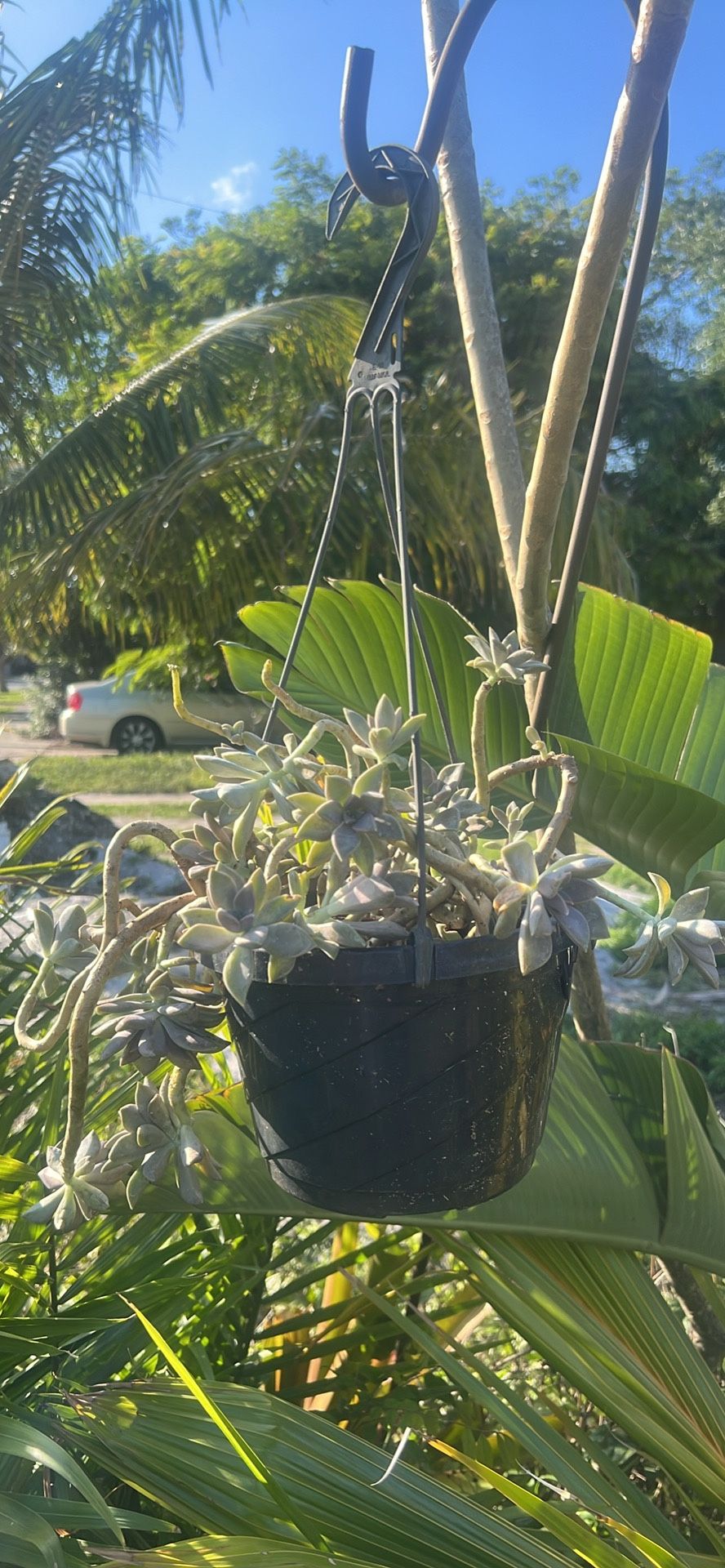 Hanging Succulent Plant Full Sun