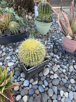 Succulents and cactus