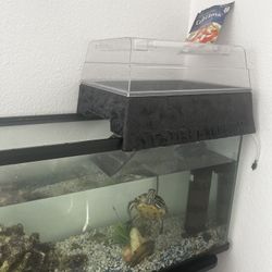Turtle 