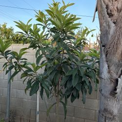 Árbol De Níspero
