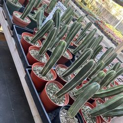 Weekend Sale Mexican Fence Cactus In 6” Pots $5  Each 