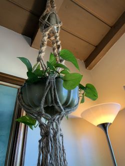 Lovely plant holder with plants