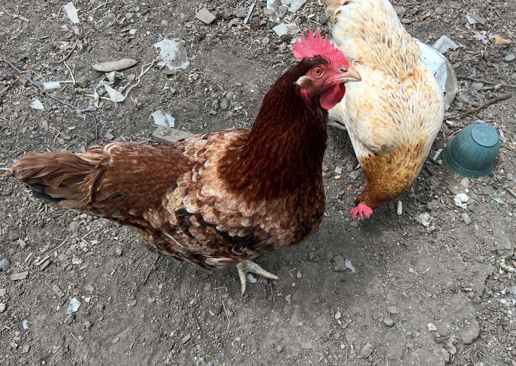 Organic Chicken Eggs