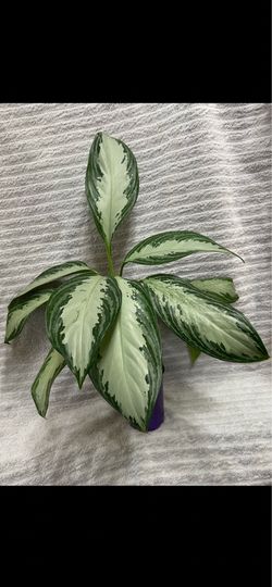 Aglaonema Silver Bay Live Plant