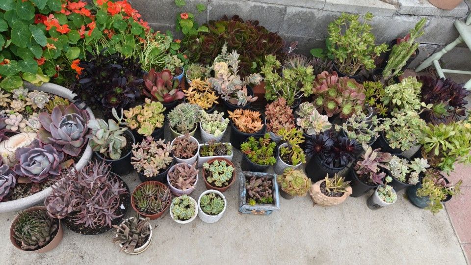 Succulent Plants