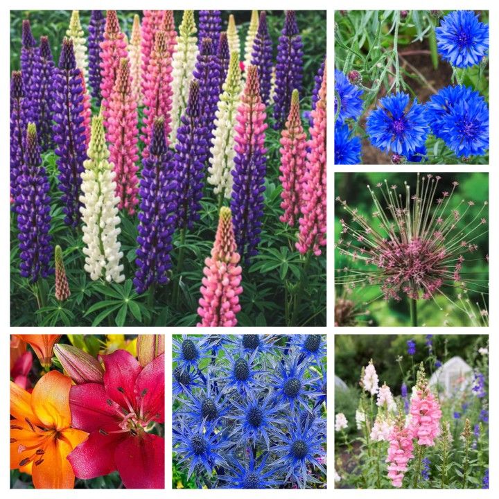 Flower Seeds