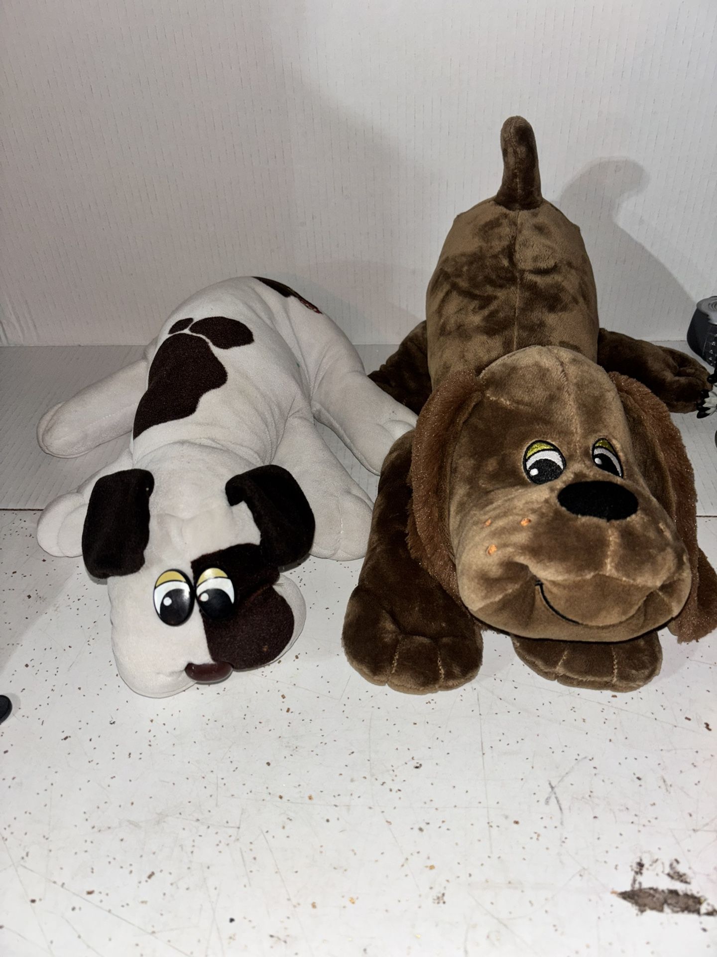 2 pound puppy white with dark brown spots and brown