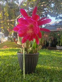 Cactus Orchid