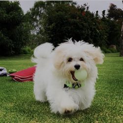 Pet Photographer // Portraits - Property