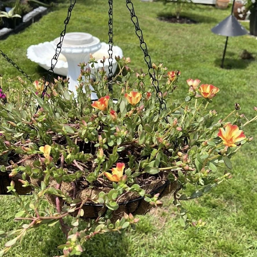 Purslane Hanging Basket