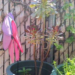 Planta Natural 