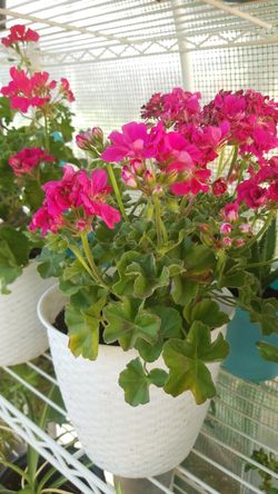 Pink Geranium