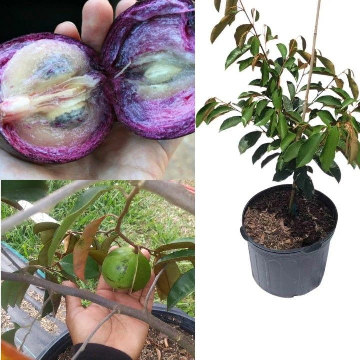 Star Apple Grafted Trees 3gal Arboles De Caimito Injertados 3gal