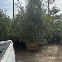 Olive tree