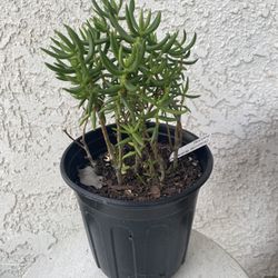 1 Gallon Pot Succulent Plant - Crassula Tetragona - Karkai - Rooted & Established - Drought Resistant - 🪴