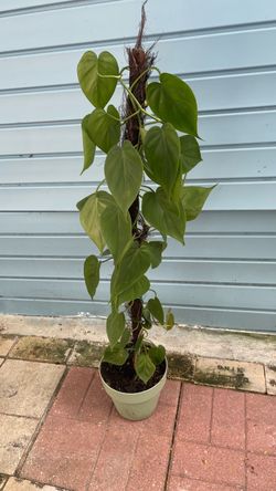 Philodendron plant