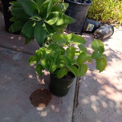 Oregano  De Hoja Grande Orejon