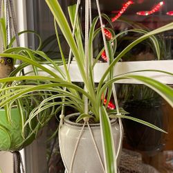 Spider House Plant In Cute Ceramic Pot 4.5"H