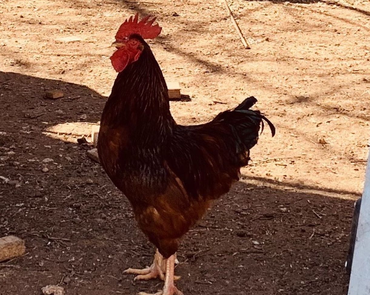 Gallo