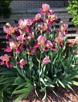 Perennial flowers