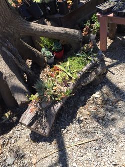 Succulent log arrangement