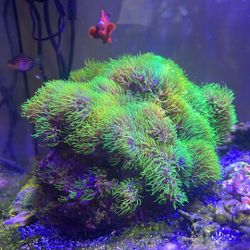 Decor For Reef Tank - Reef Plug