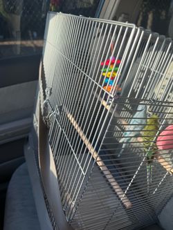Bird Cage
