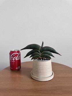 Sansevieria Rorida Black