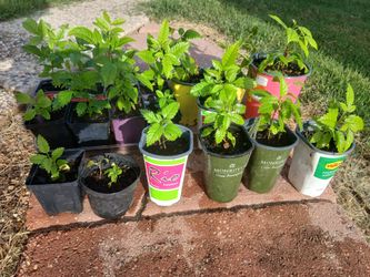 Esperanza plants