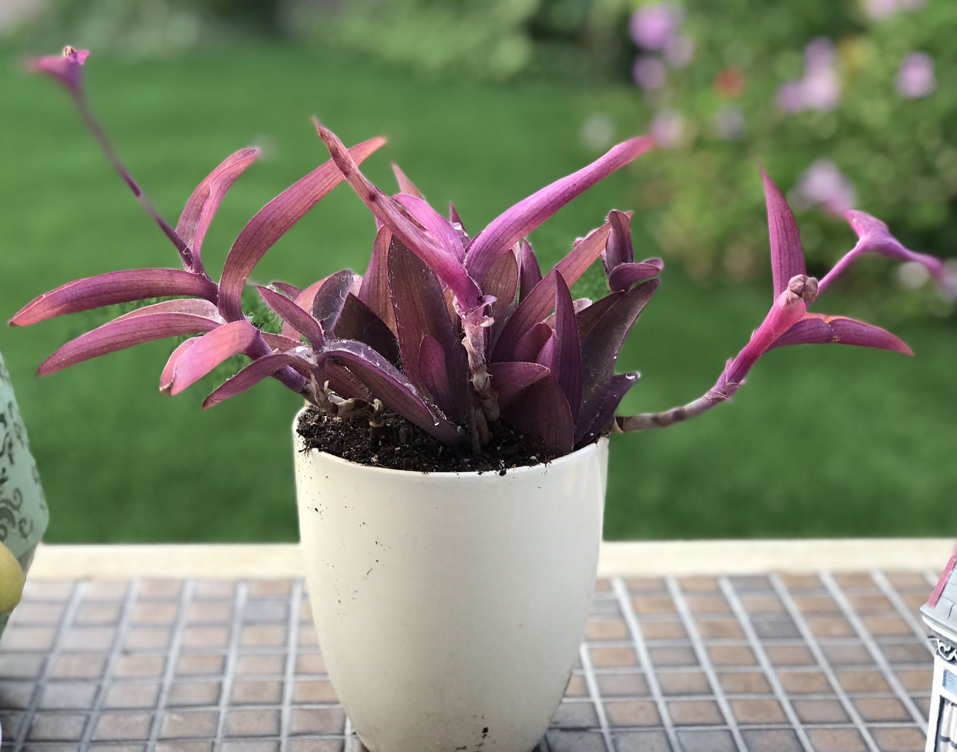 $7 Purple Heart Plant