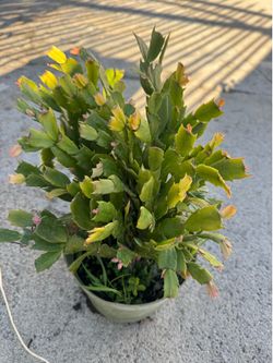 Thanksgiving cactus