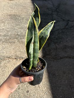 Plant
