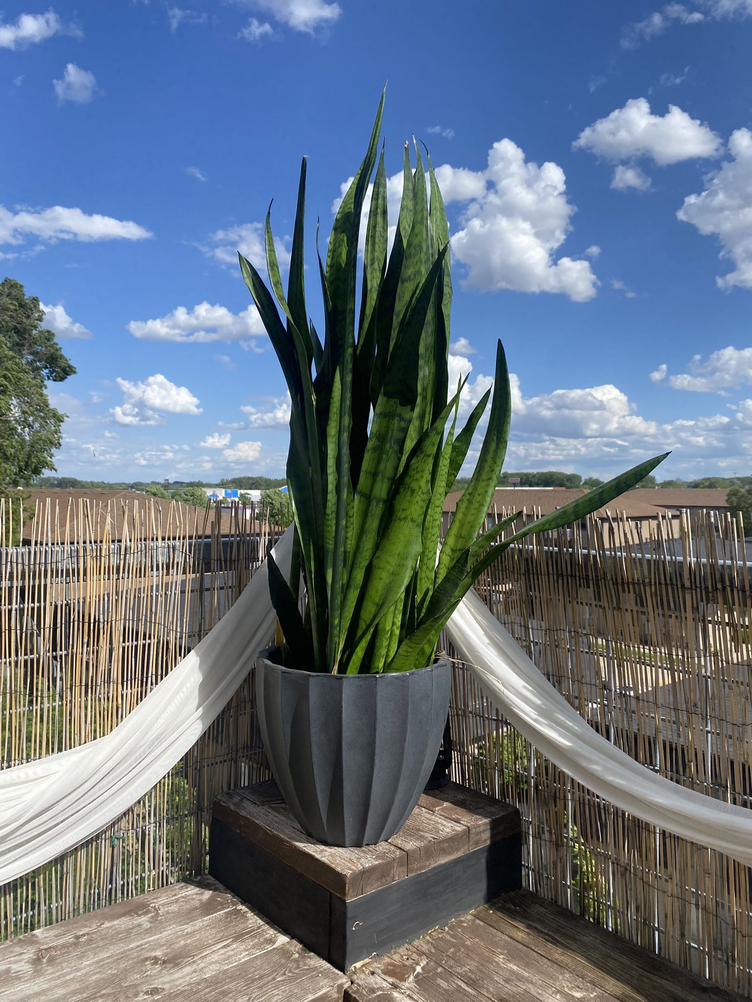 Large Snake plant