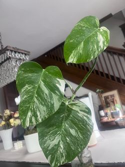 Albo monstera