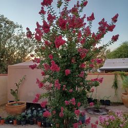 Crepe Myrtles