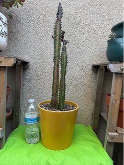 African Milk tree cactus plant