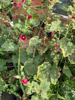 Part two of the many flowers floral plants