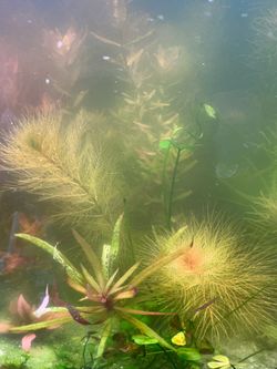 Myriophyllum sp. "Roraima" Aquatic plants