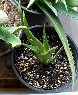 Aloe Vera 6"